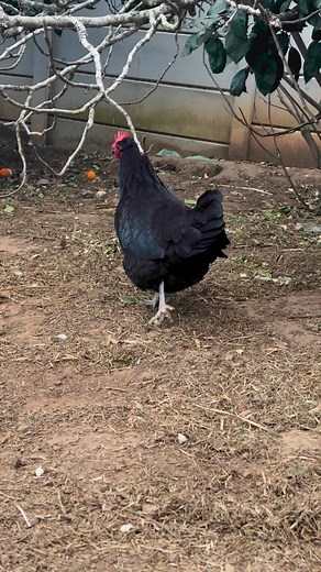 2.8K views · 75 reactions | An Australorp's egg production usually begins when it is between 22 and 24 weeks old. The average Australorp hen in a backyard setting will lay between 250 and 300 delicious eggs per year. It is not realistic to expect your one chicken to lay 309 eggs in 365 days (like the world record) but they sure come close. | Bakhusele Mathupha | Facebook