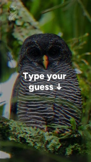 Can You Identify This Owl