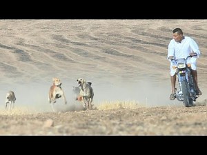 Syria village trains racing dogs despite war and pandemic | AFP