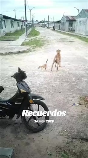 Videos de weninger_danilo (@weninger_danilo) con “sonido original - weninger_danilo”