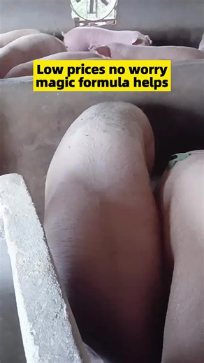 When raising fattening pigs, the weight gain is measured in