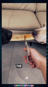 40K views · 1.2K reactions | Dogs Fighting Over Biscuits . #DogDrama #BiscuitBattle #PawsomeShowdown #OMG #usaviralreels #usaviral #usareels #viralreelsfb #trendingreels #shorts | Love & Light Logs | Facebook