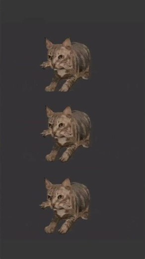 Uiaaaa Uiaaaaa #funny #cat