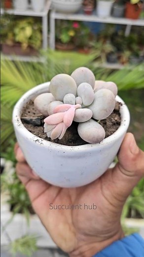 20 Beautiful Succulent Varieties in One Frame 🌵✨Nature’s diversity, texture, and color. #Succulent