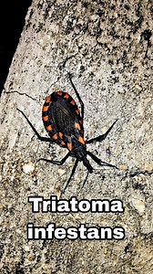 Hablando de Triatoma infestans y la enfermedad de Chagas. 🪳🐝🦟✨ #triatoma #triatomainfestans #chagas #enfermedaddechagas #enfermedaddechagas🐞 #mortal #oaxaca #huatulco #insectos #insecto #reduviidae #hemiptera #hemiptero #biologo #biologia #notienecura #enfermedadestropicales #fy #fypシ #reelsinstagram #instagram #facebook | Marco Antonio Domínguez de la Riva