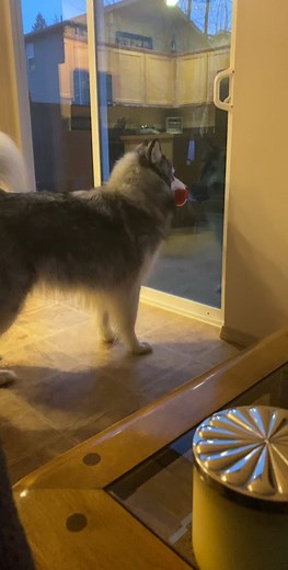 When your owner is just the worst and won’t let you take your new toy out in the rain part. 1