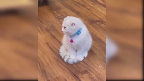 Morning yawns and quiet poses | funny animal video