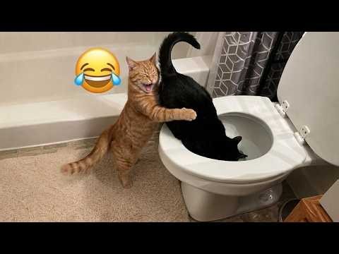Try Not To Laugh 😂 FUNNIEST Cats & Dogs EVER! 😹🐶 | Epic Pet Fails & Crazy Animal Moments 2026 PART 2