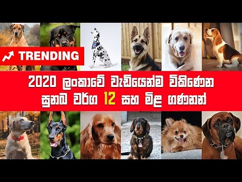 Dogs | Most Popular 12 Dog Breeds in Sri Lanka | dog price in sri lanka | rottweiler | dog show