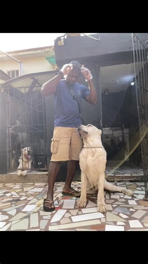 The Truth About the Alabai Dog Size