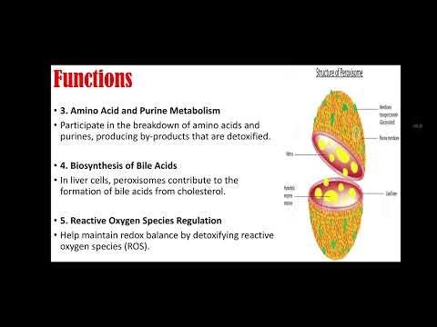 Peroxisomes | Structure, Functions, Enzymes & Clinical Significance #anatomy #lecture #medical