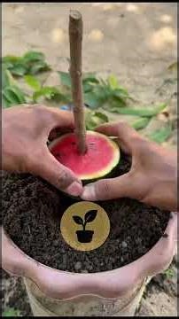 He Planted a Guava Branch Inside a Watermelon…