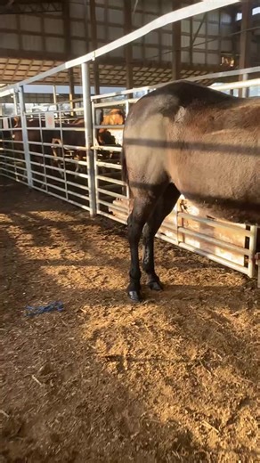 Tri-Star Equine Auctions on Reels