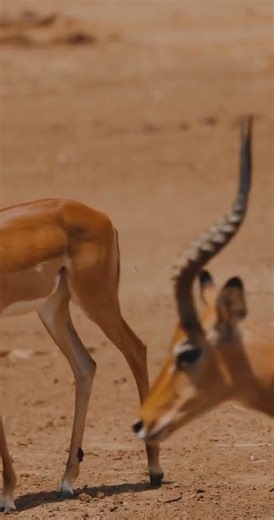 Close shot of Impala Family