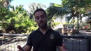 23K views · 874 reactions | Let the aww-ing begin! Meet our new bundle of Christmas joy - a rare, baby Pygmy hippo! Our General Curator, Chris Massaro gives us the inside scoop on the newest addition to our Zoo family. TLPZ is 1 of only 13 zoos in the U.S. to care for this unique species. | ZooTampa at Lowry Park | Facebook