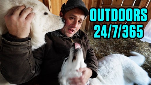 Farm dogs thriving in some of the coldest conditions yet