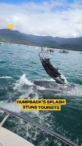 Brazil never disappoints 🐋 | Comedy JOE