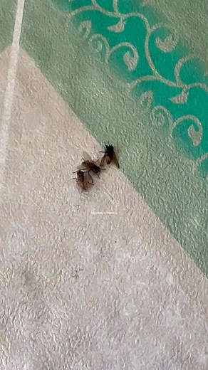 16 reactions · 13 comments | Pandai makan sesama juga pula nie Lalat #Reels | Hamidah Francis | Facebook