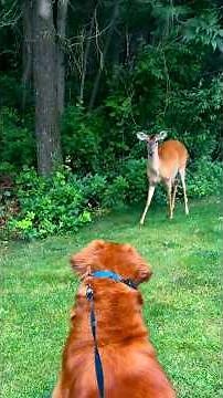 Deer stalks girl and dog before charging 😱