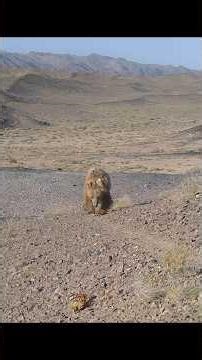 At least this tree can convey a message, letting them know they are not alone. #wildlife #animals