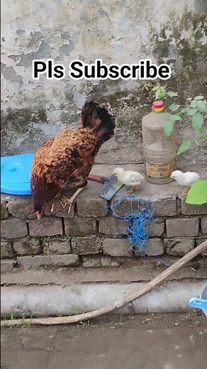 Mother Care #hen #birds #nature