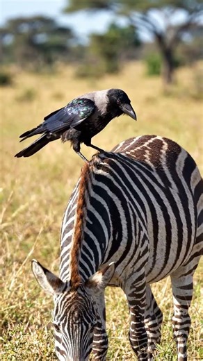 Crow cleaning a Zabra Wincent | #shorts #viralshorts #crow #zebra