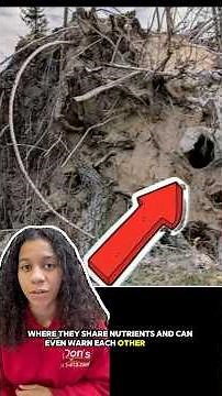 Mind blowing TREE facts 🤯 #FunFacts #Facts #Don’sTreeService #FYP #Exposed