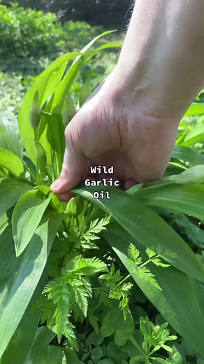 How to Make Wild Garlic Oil in a Blender