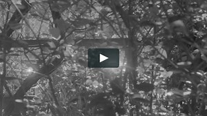 Survival of the Natural World