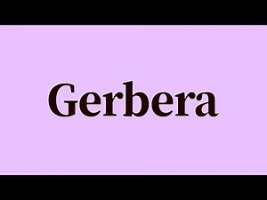 Gerbera Pronunciation and Meaning
