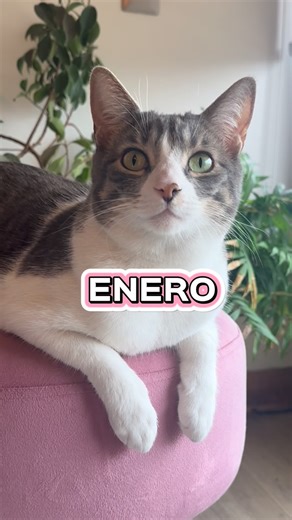 Sakura Kittens on Instagram: "Feliz cumpleaños a los que cumplen en enero 🎁"