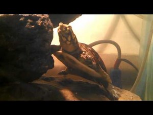 Complete care guide for Indian Flap Shell turtles!