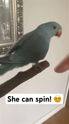 Her new Trick! #parrot #birds #parrottraining #cutebird #cuteparrot #adorable #pets #ringneckparrot
