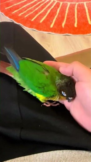 Sleepy green-cheeked conure seeks comfort on owner's hand in Sichuan, China