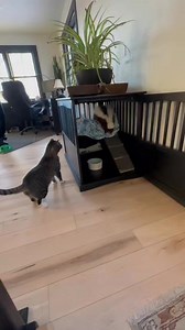 Welcome to your forever home Korey! Meet your sissy, Pearl! #skunk #skunksoftiktok #exoticpets #cat #catsoftiktok | Yetitheabominable