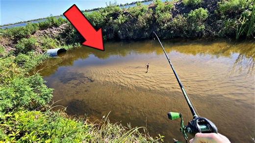 CATCHING HUGE FISH in TINY CREEK!!