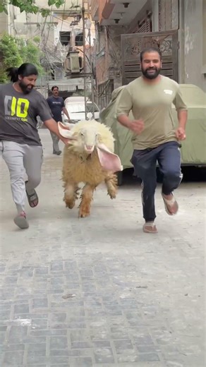 Ghr m pala 2saal mashallah shero❤️😍 #ytshorts #cow #qurbanvlogs #qurbanvlogs #beefhouse #petlover