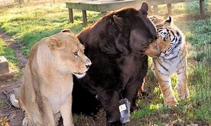 Bear, lion and tiger are best of friends after sharing traumatic past – video
