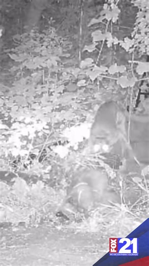 Survival experts say mountain lion attacks are extremely uncommon, averaging about one per year nationwide, despite a recent incident in Larimer County. They emphasize proper preparation, outdoor skills training, and knowing how to respond during an encounter to stay safe while enjoying Colorado’s outdoors. | FOX21 News