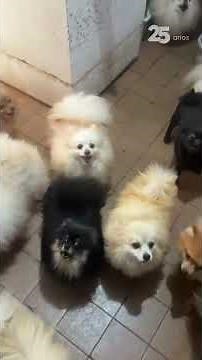 PM resgata mais de 70 cães em situação de maus-tratos na Grande São Paulo