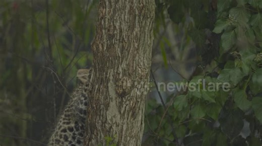 Rare Amur leopard cub born at zoo in Vienna, Austria