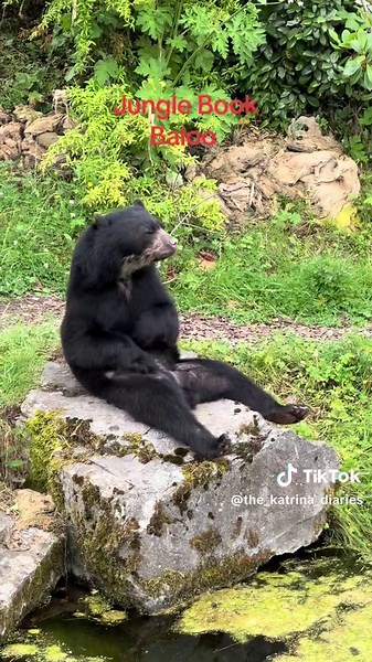 Jungle book bear Baloo, scratching time #junglebook #baloo #bear #chesterzoo #zoo #scratchtime #funnybear #comedybear
