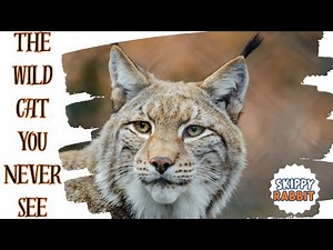 The Wild Cat You Never See | International Lynx Day