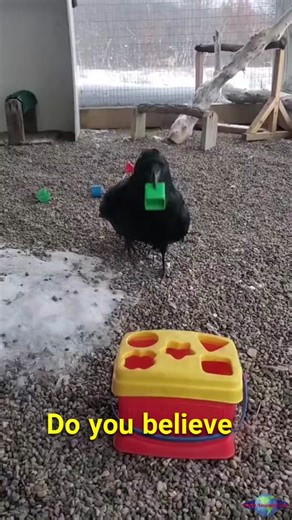Incredible Crows Solving Puzzles in Real Time