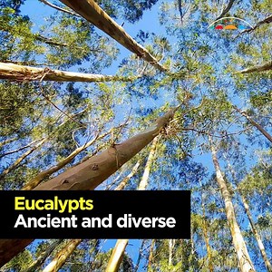 Today is National Eucalypt Day! 🍃 Some surprising things you might not know about our iconic tree. | Australian Academy of Science