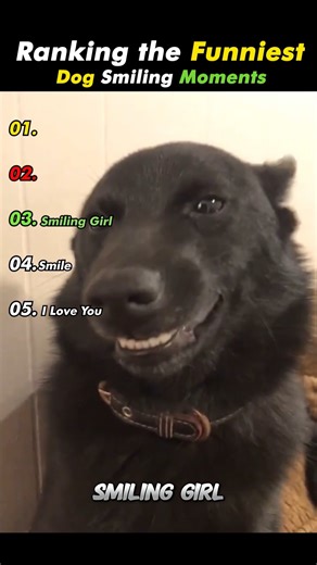 What’s Your Favorite? 😂🐶Ranking the Funniest Dog Smiling Moments #shorts