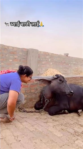 🐄 बयाई बाछी लाई😍#viral #familyvlog #familychannel #farming #haryanvivlog #youtubeshorts #डैलीव्लॉग