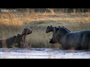 HD: Hippo Fight - Nature's Great Events: The Great Flood - BBC