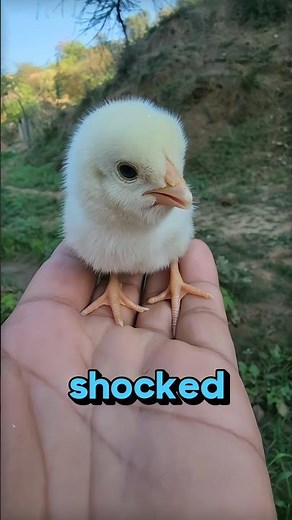 How a Chick Develops Inside an Egg! #science #sciencefacts