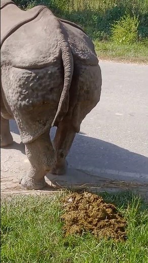 Rhino poop explosion #rhino #onehornedrhino